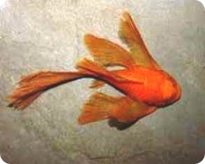 Super Red Bushinose Long Finned Pleco - 1 inch Super Red Bushinose Long Finned Pleco - 1 inch